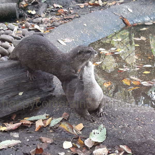 Two otters playing by their pool in the New Forest Wildlife Park