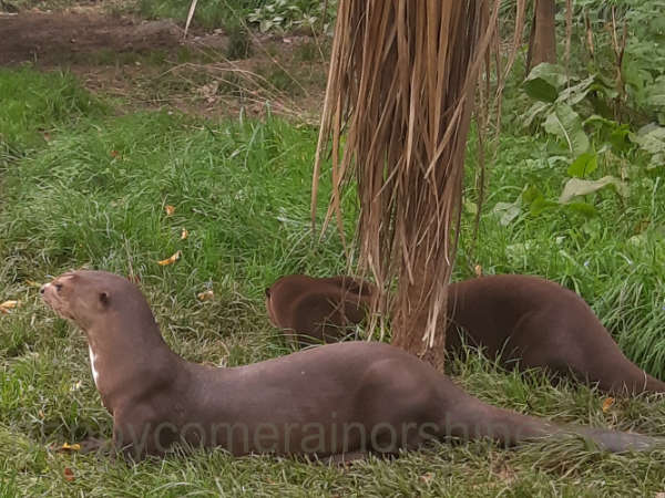 Two giant otters on the grass at the New Forest Wildlife Park
