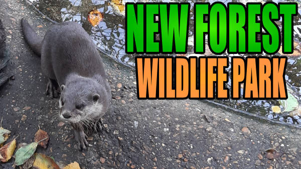 New Forest Wildlife Park